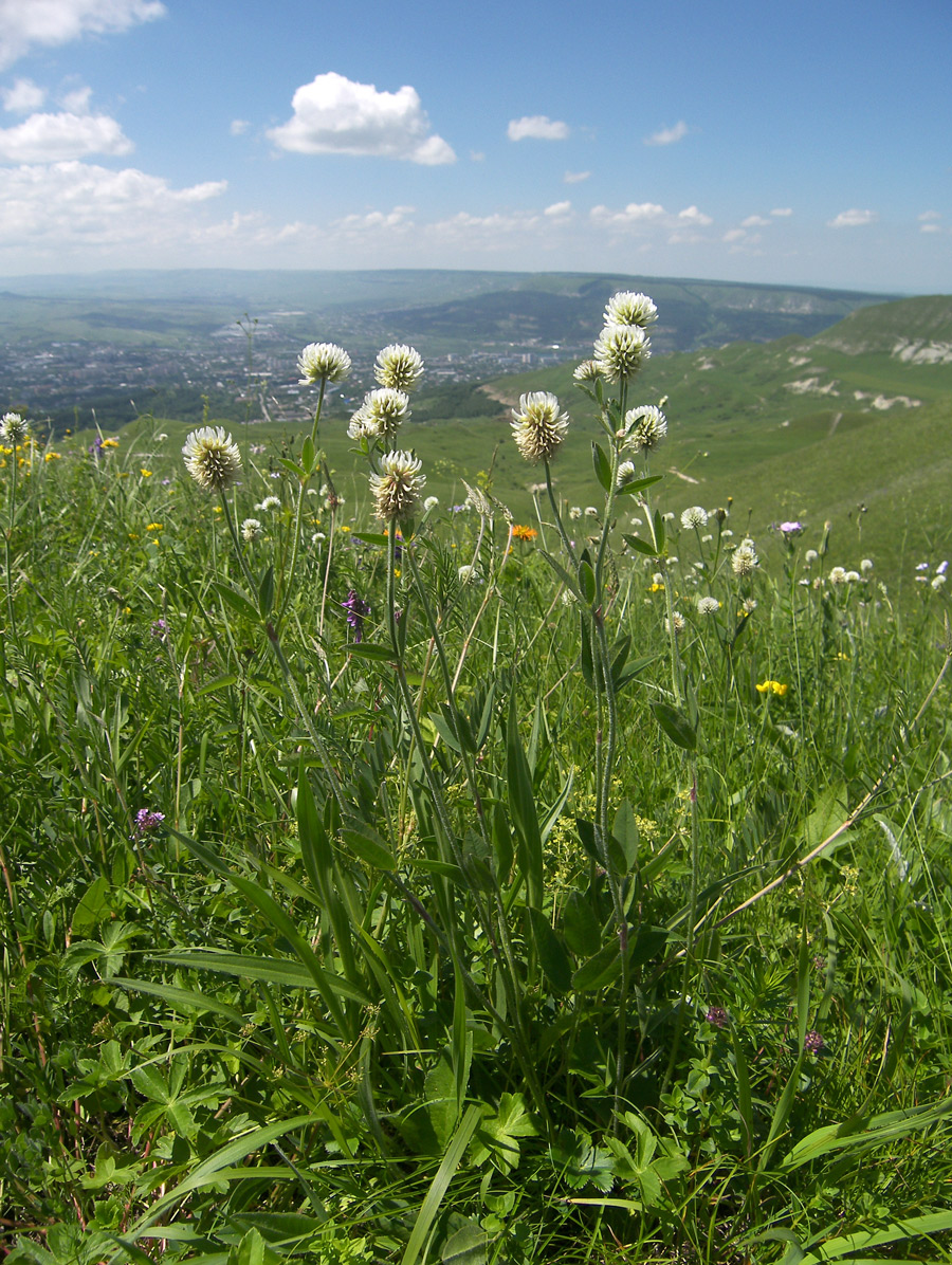 Image of Trifolium montanum specimen.