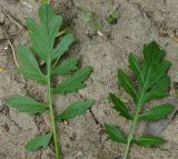 Rorippa sylvestris. Листья (слева вид с нижней стороны). Восточный Казахстан, г. Усть-Каменогорск, правый берег р. Иртыш, вблизи воды. 11.07.2017.