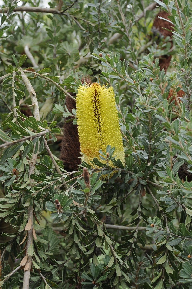 Image of Banksia praemorsa specimen.