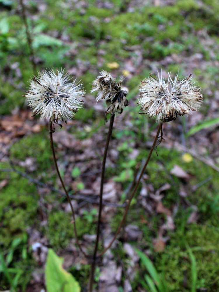 Image of Arnica montana specimen.