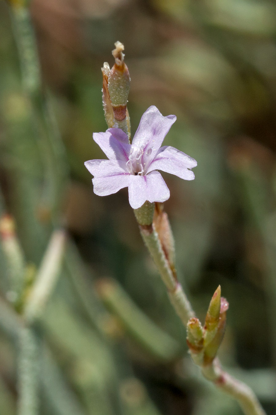 Image of Limonium proliferum specimen.