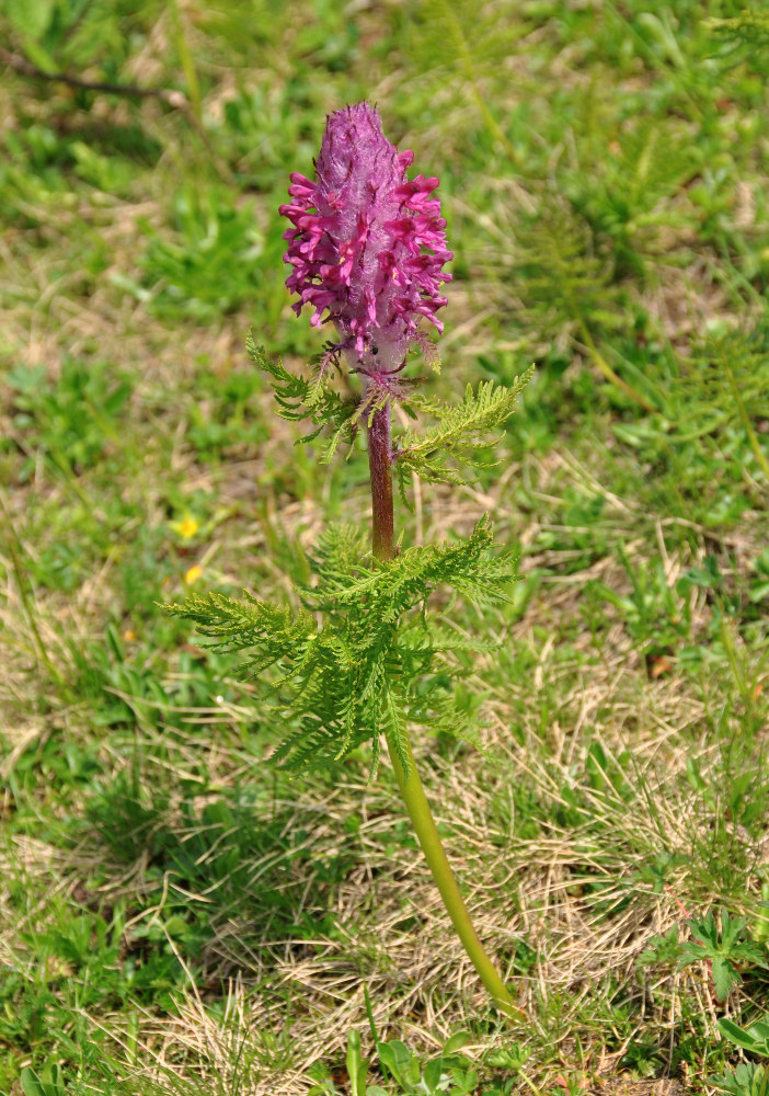 Image of Pedicularis panjutinii specimen.