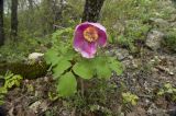 Paeonia daurica