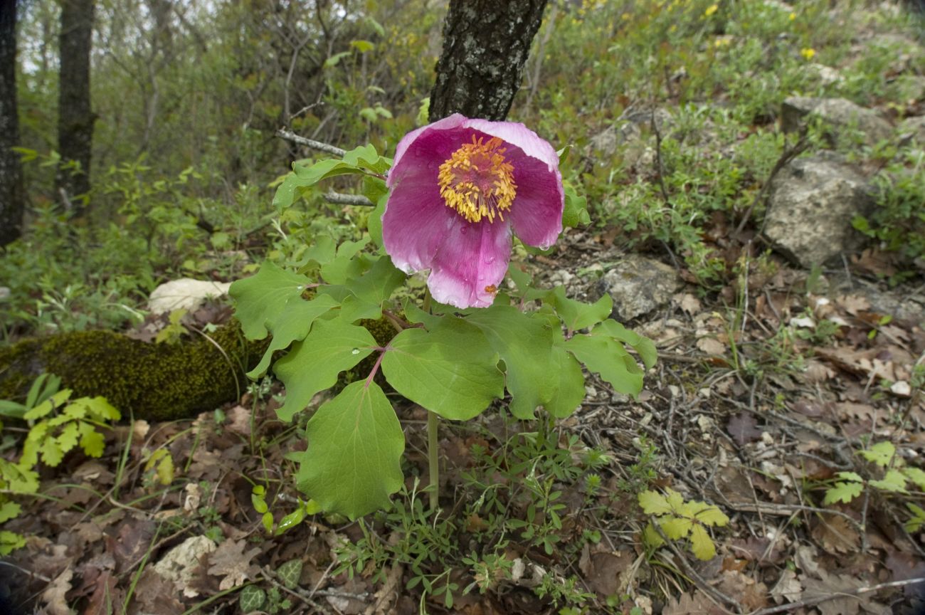 Image of Paeonia daurica specimen.