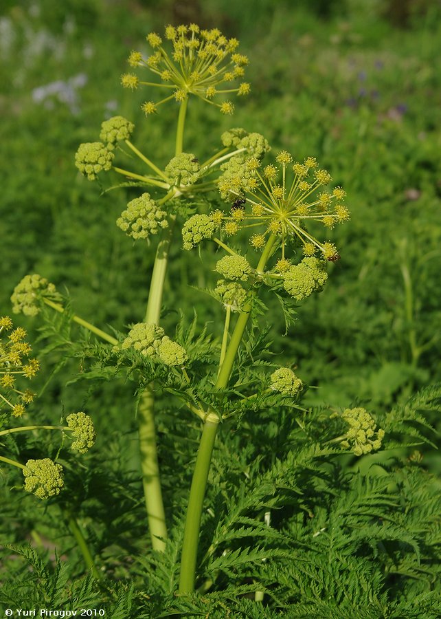 Изображение особи Molopospermum peloponnesiacum.