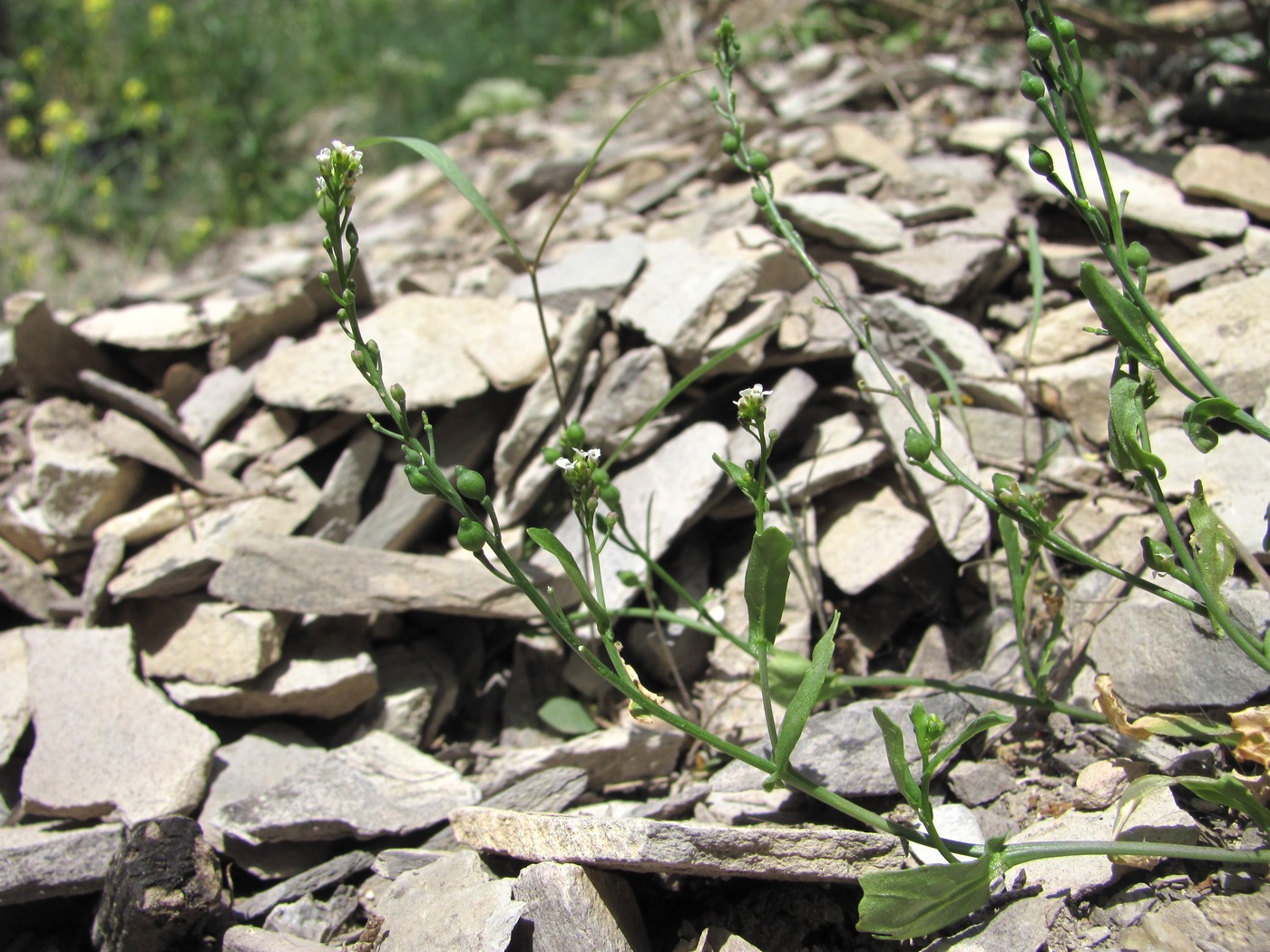 Изображение особи Calepina irregularis.