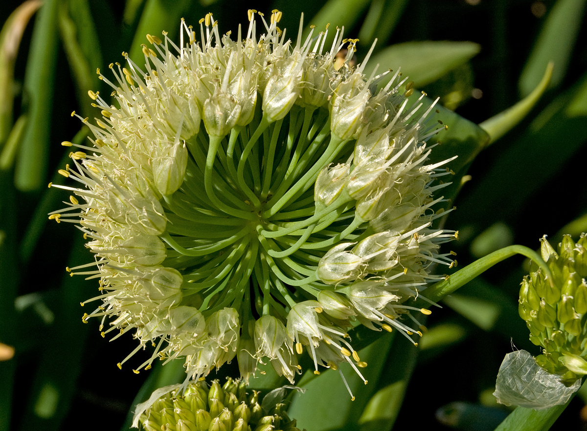 Image of Allium fistulosum specimen.