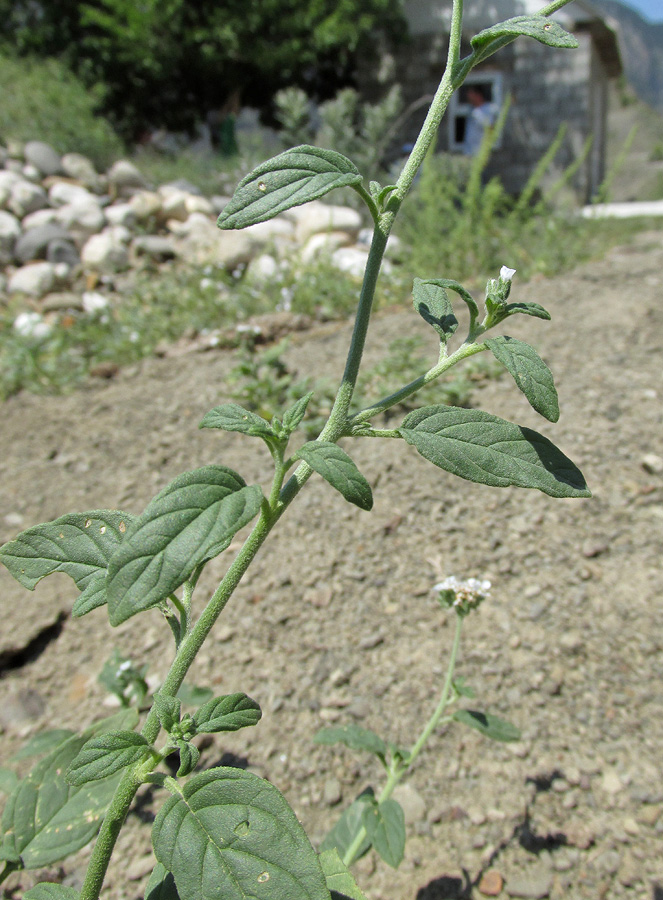 Изображение особи Heliotropium styligerum.