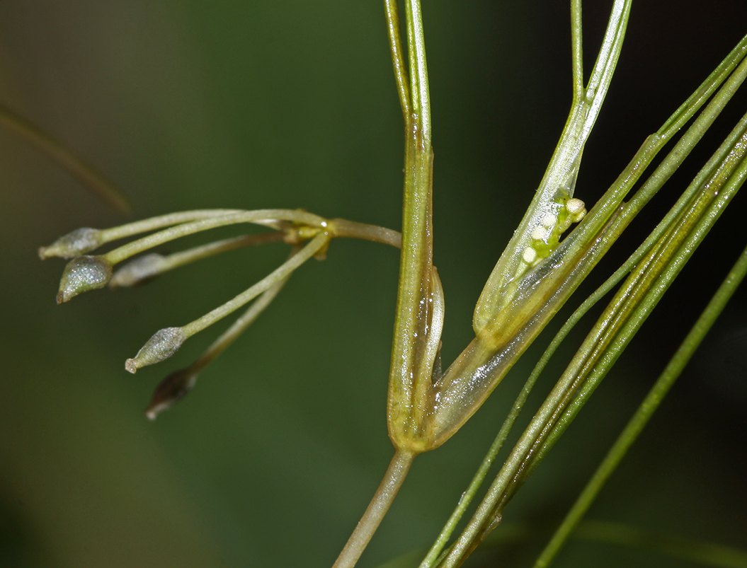 Image of Ruppia maritima specimen.