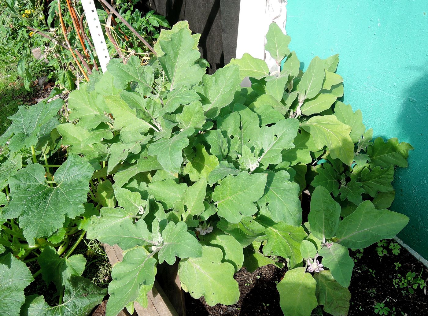 Image of Solanum melongena specimen.