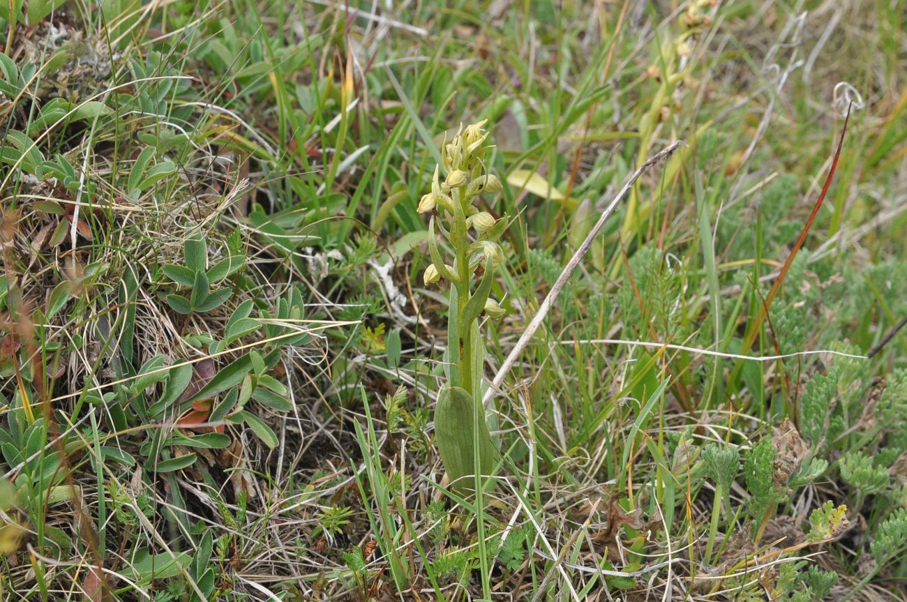 Изображение особи Dactylorhiza viridis.