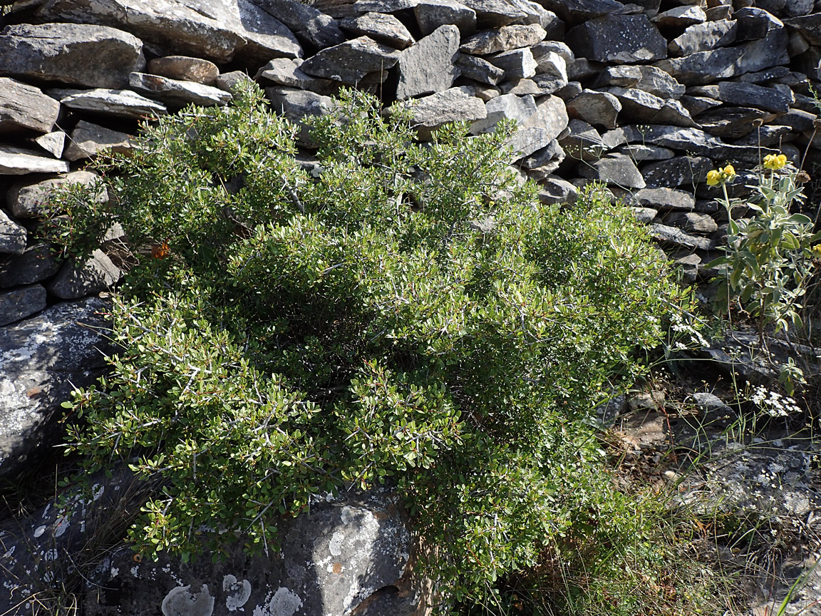 Image of Rhamnus lycioides ssp. oleoides specimen.