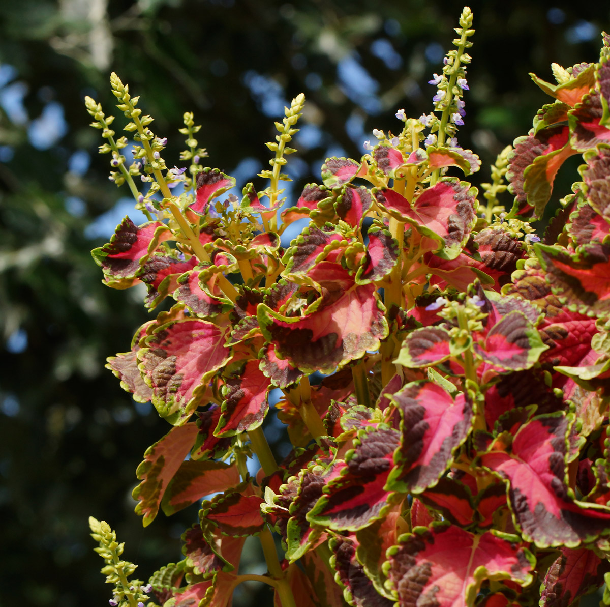 Изображение особи Coleus scutellarioides.