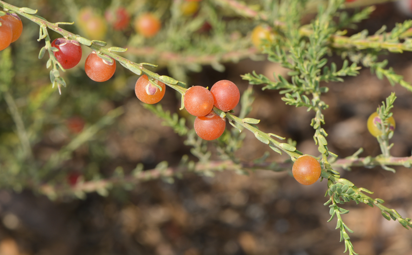 Image of Muraltia spinosa specimen.