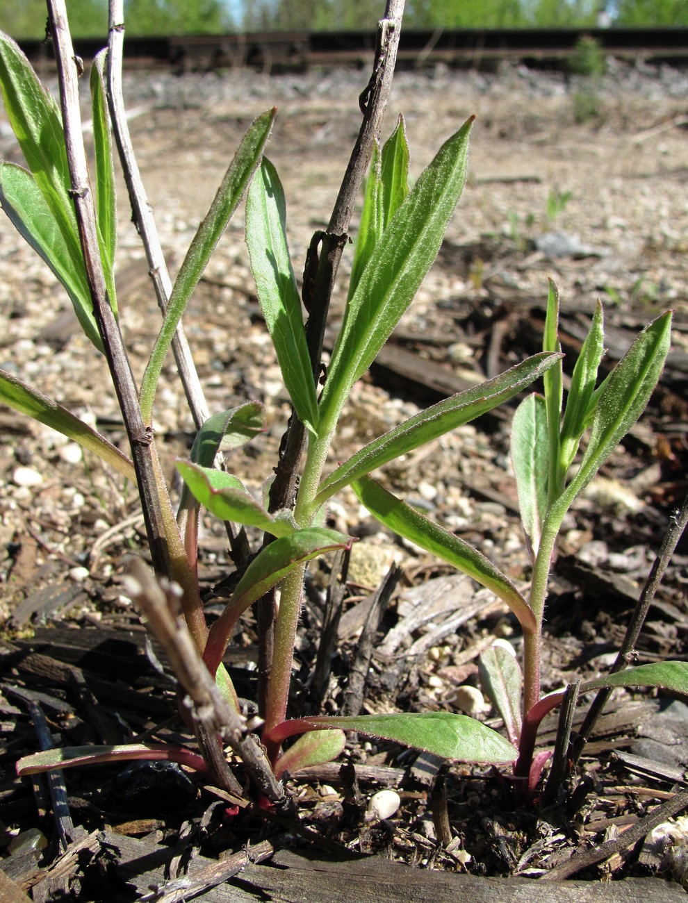 Image of Erigeron acris specimen.