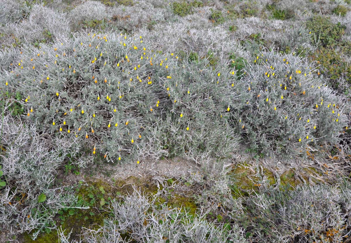 Image of Onosma fruticosa specimen.