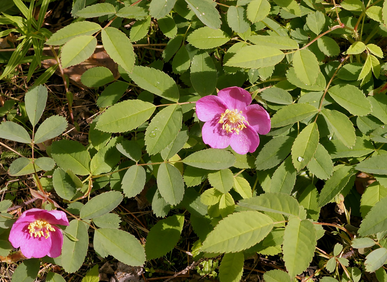 Image of Rosa acicularis specimen.