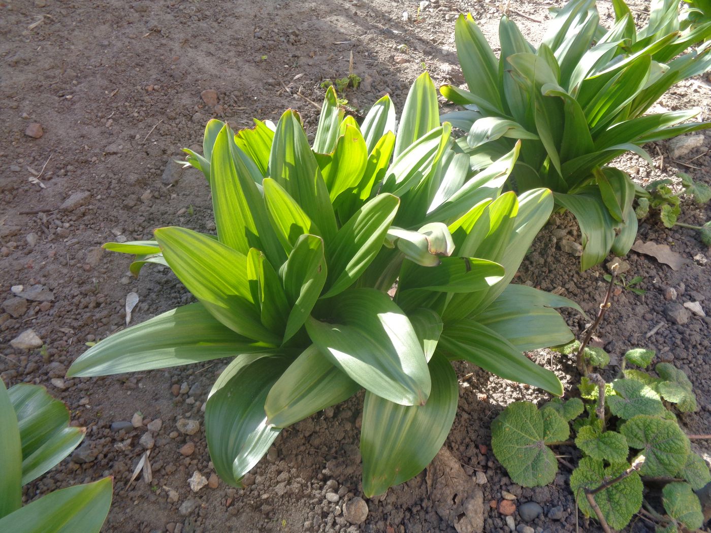 Изображение особи Colchicum speciosum.