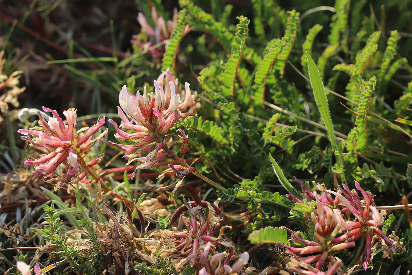 Изображение особи Astragalus monspessulanus.