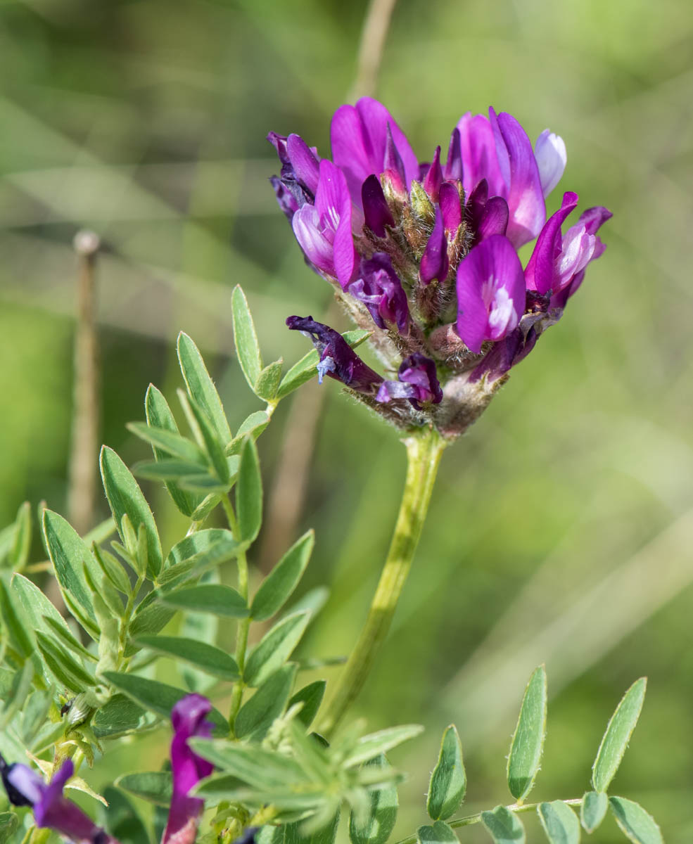 Изображение особи Astragalus austroaltaicus.