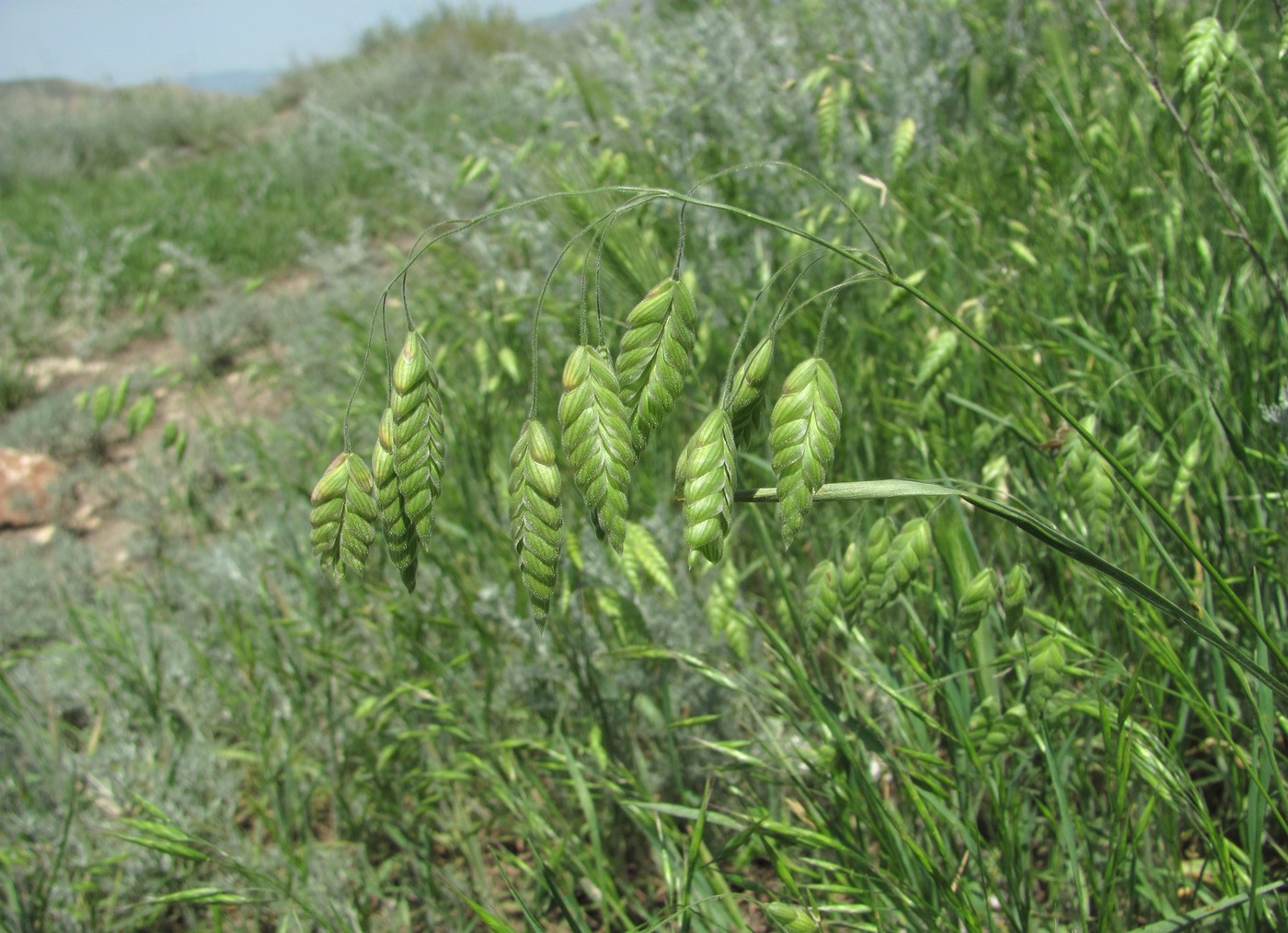 Image of Bromus briziformis specimen.