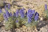 Lupinus oreophilus