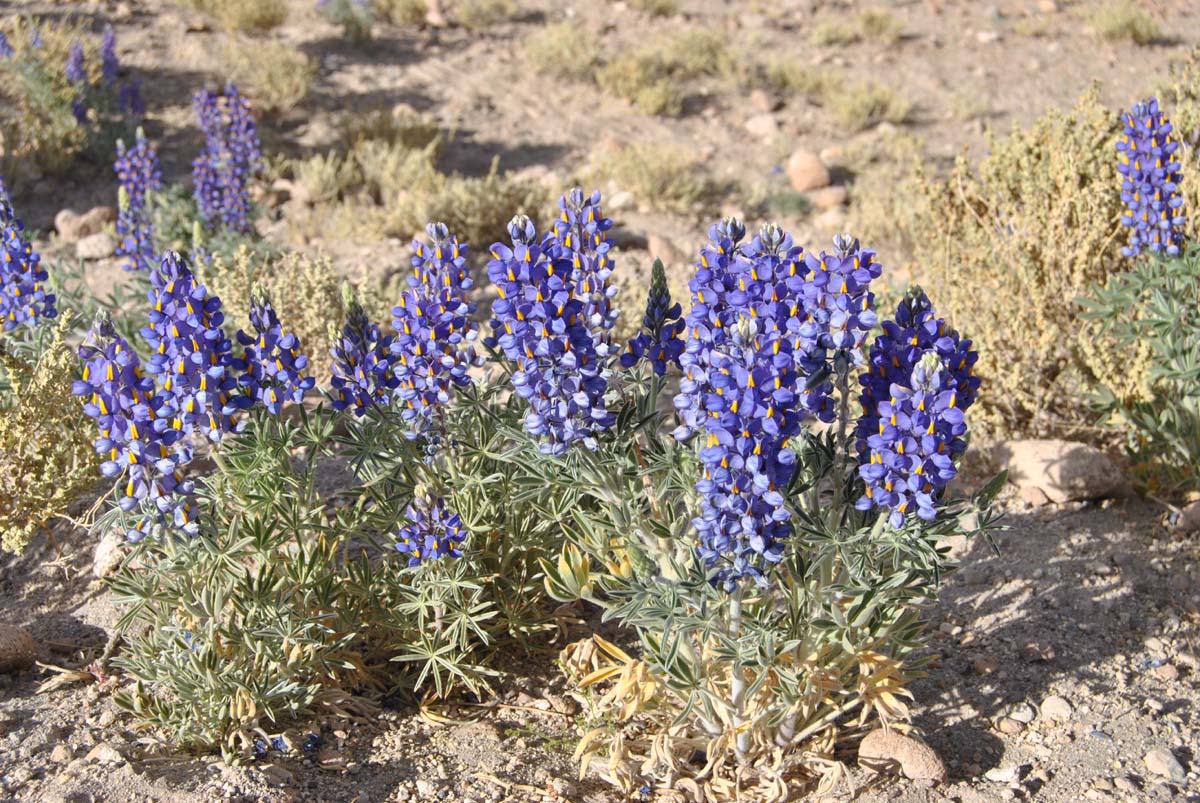 Изображение особи Lupinus oreophilus.