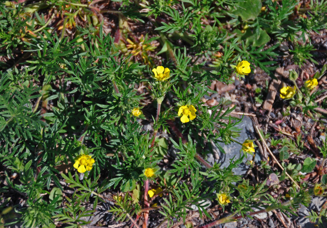 Image of Potentilla tergemina specimen.