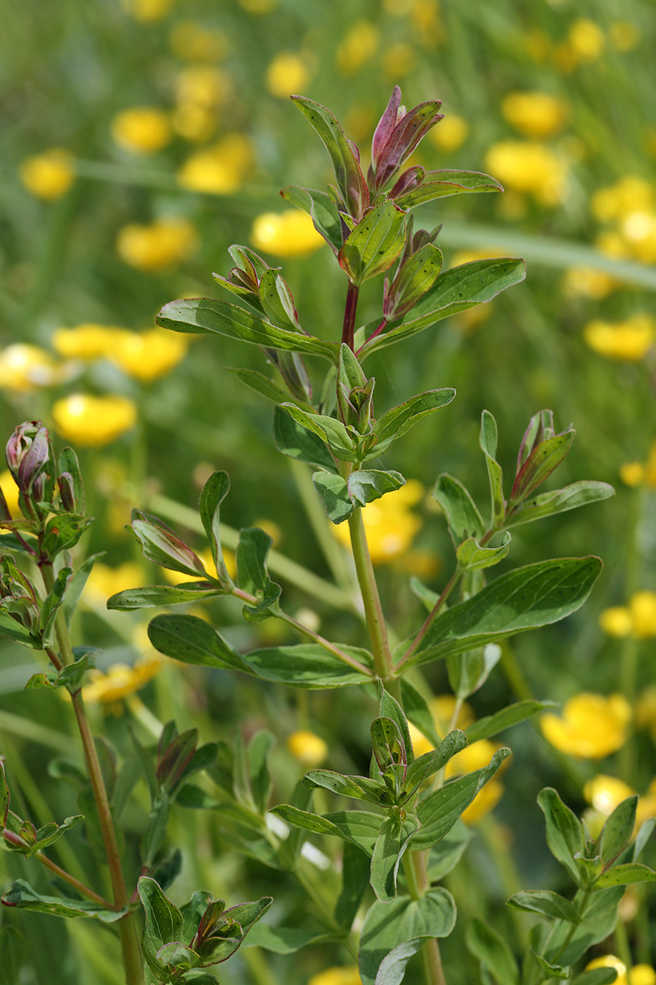 Image of Hypericum perforatum specimen.