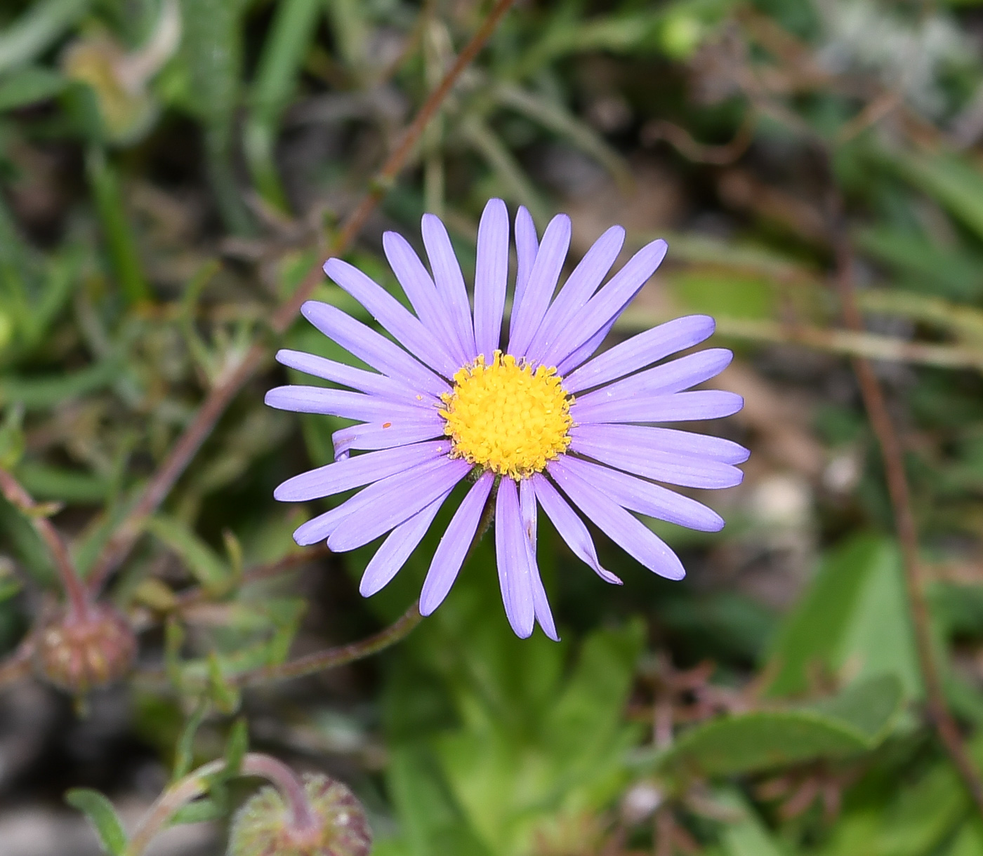 Image of Felicia australis specimen.