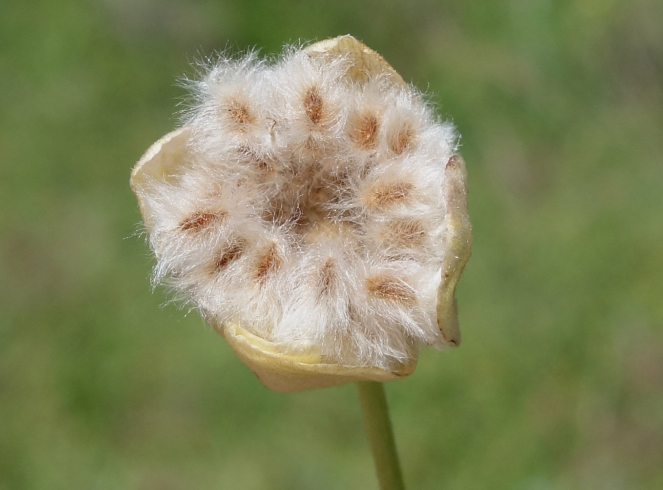 Image of Anemone gortschakowii specimen.