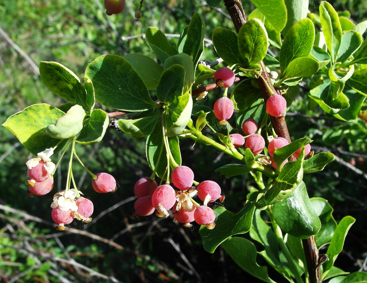 Изображение особи Berberis sphaerocarpa.