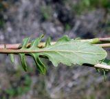 Image of taxon representative. Author is Анна Малыхина