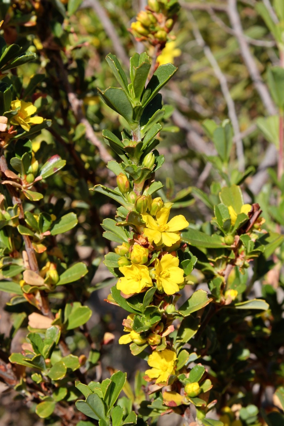 Image of Hibbertia cuneiformis specimen.