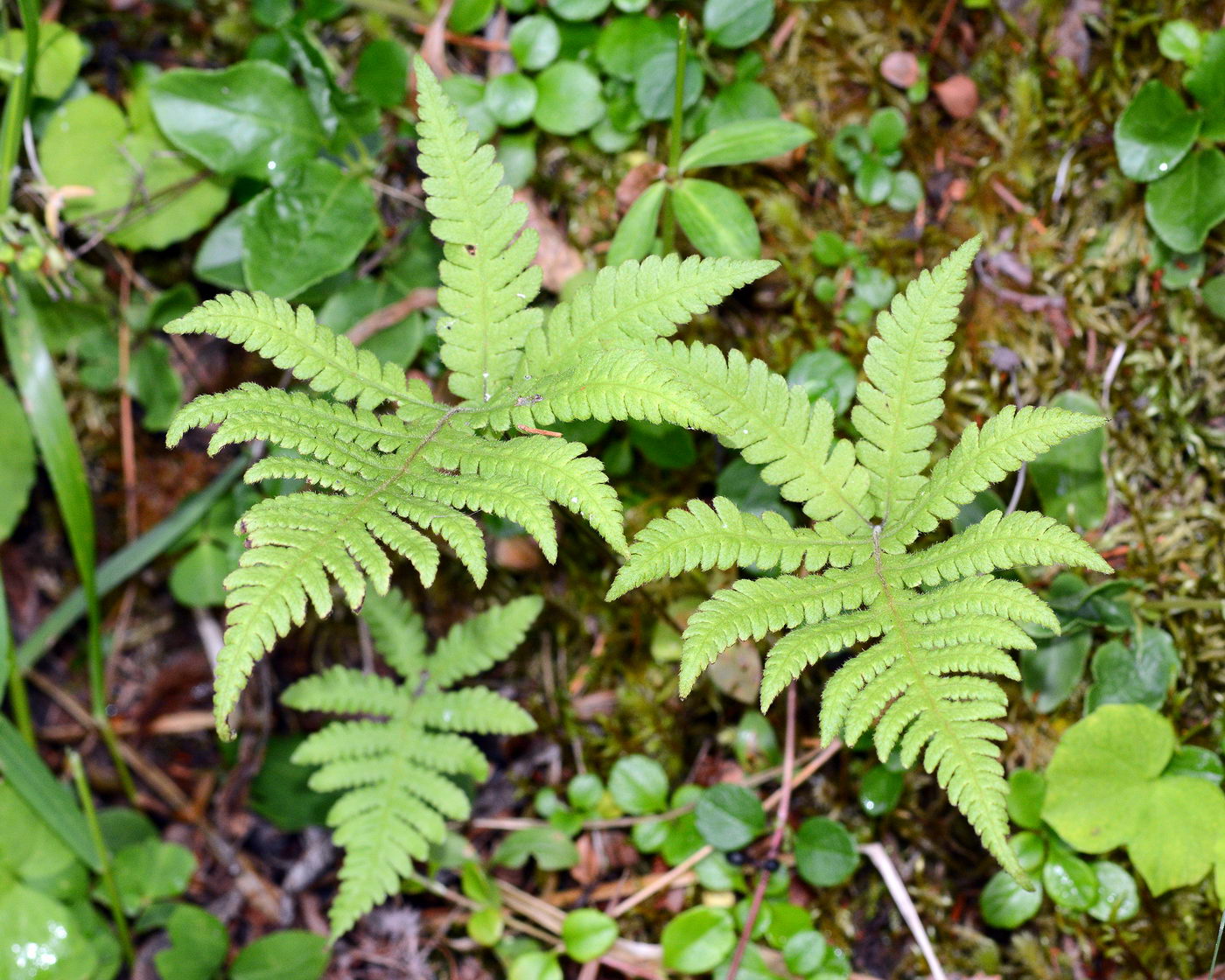 Image of Phegopteris connectilis specimen.