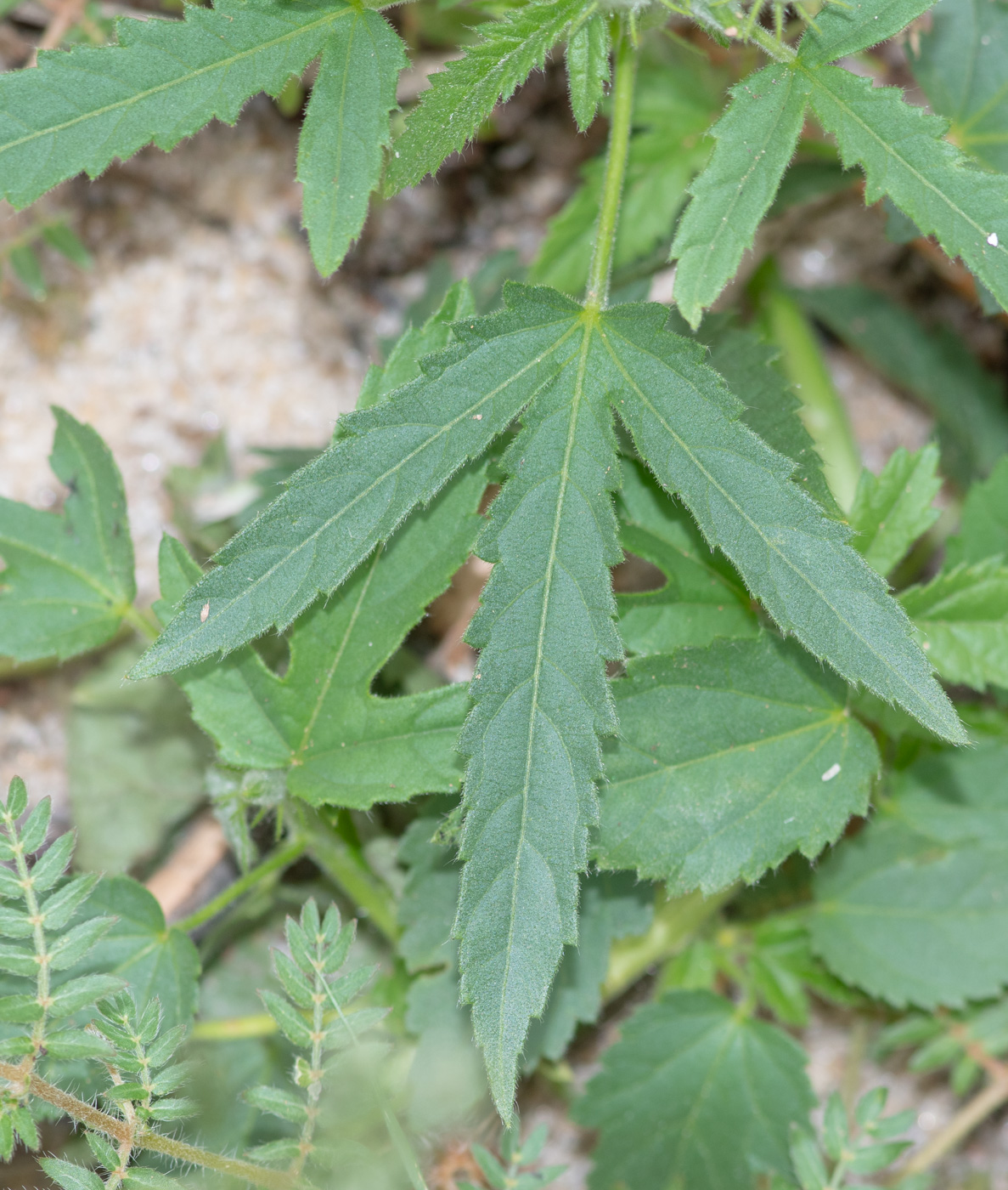 Image of Hibiscus fleckii specimen.