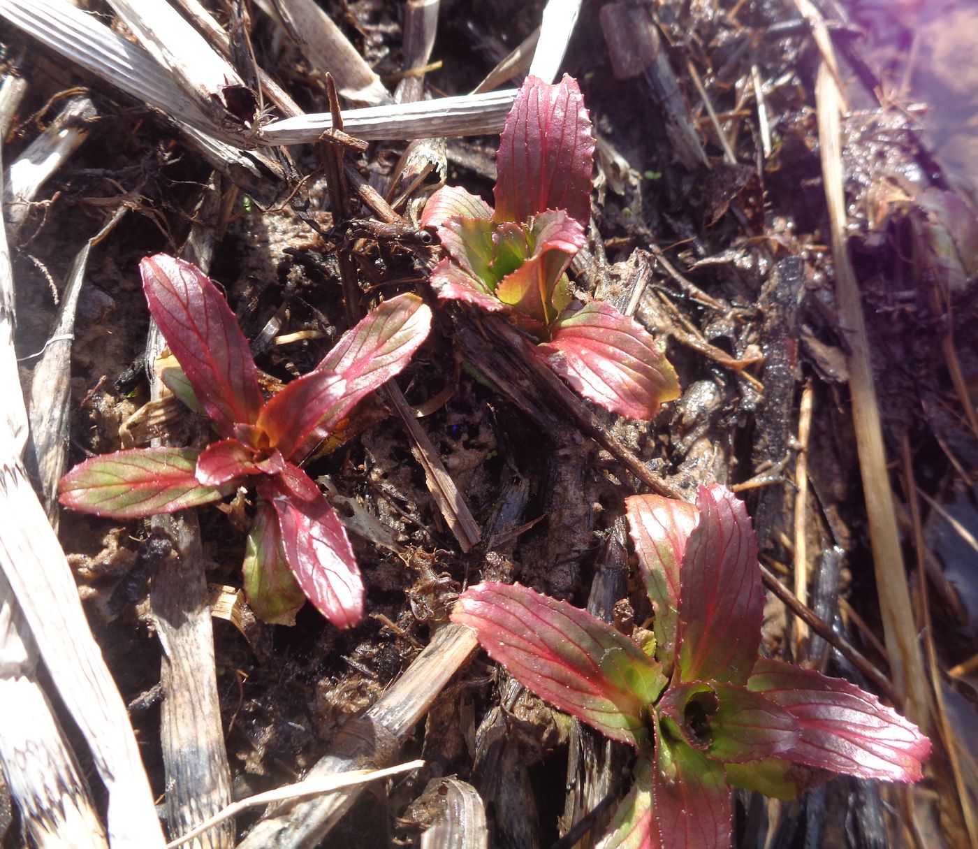 Изображение особи род Epilobium.