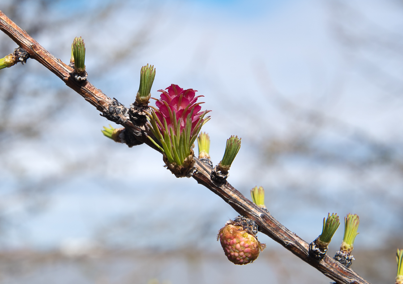 Image of Larix sibirica specimen.