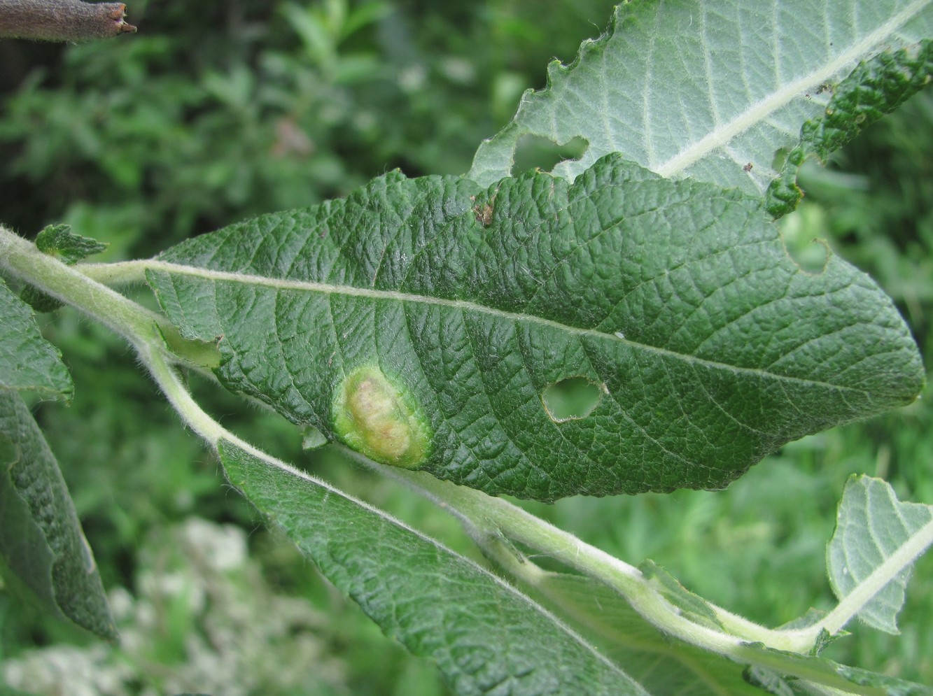 Изображение особи Salix pseudomedemii.