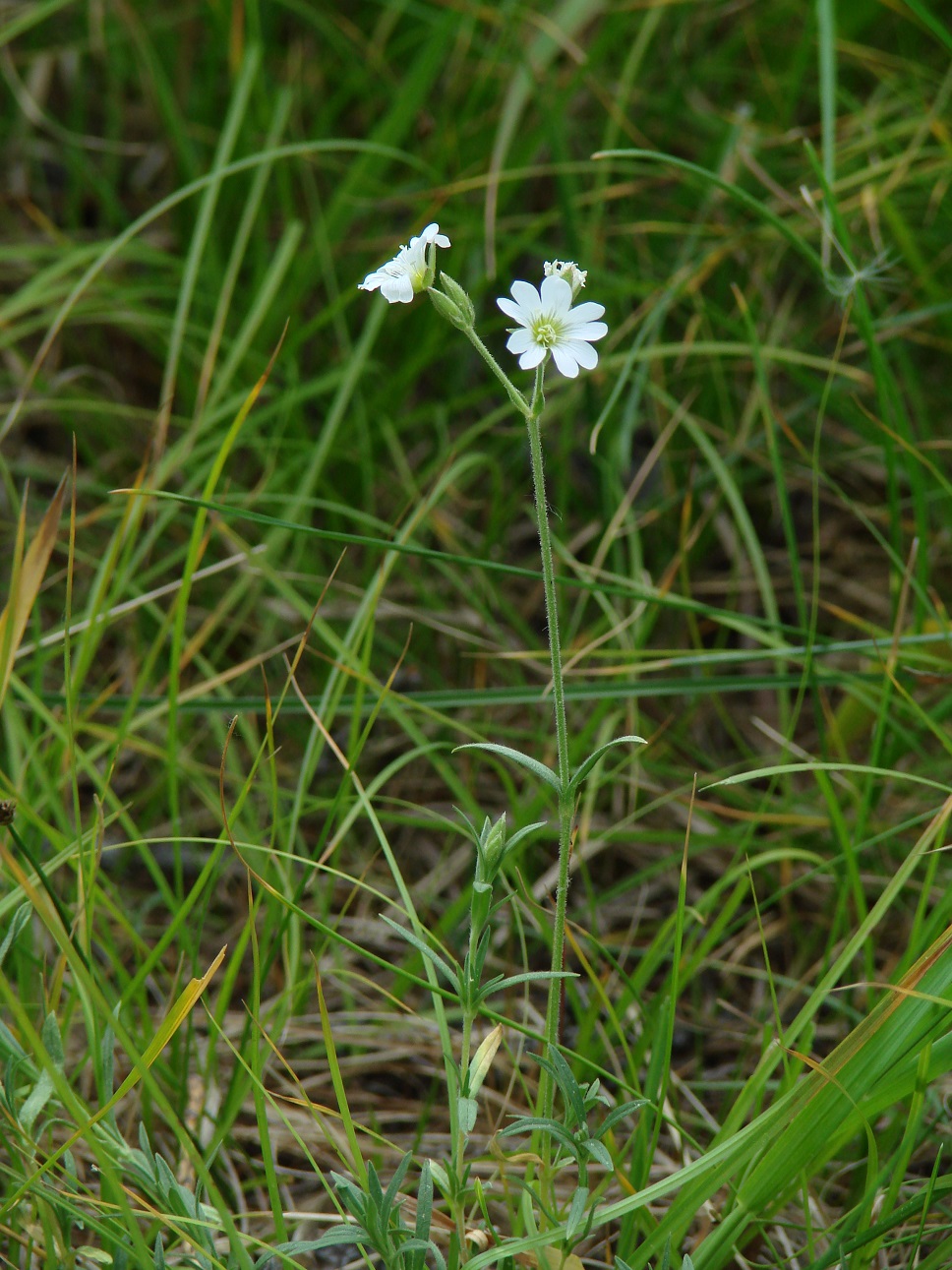 Image of Cerastium arvense specimen.