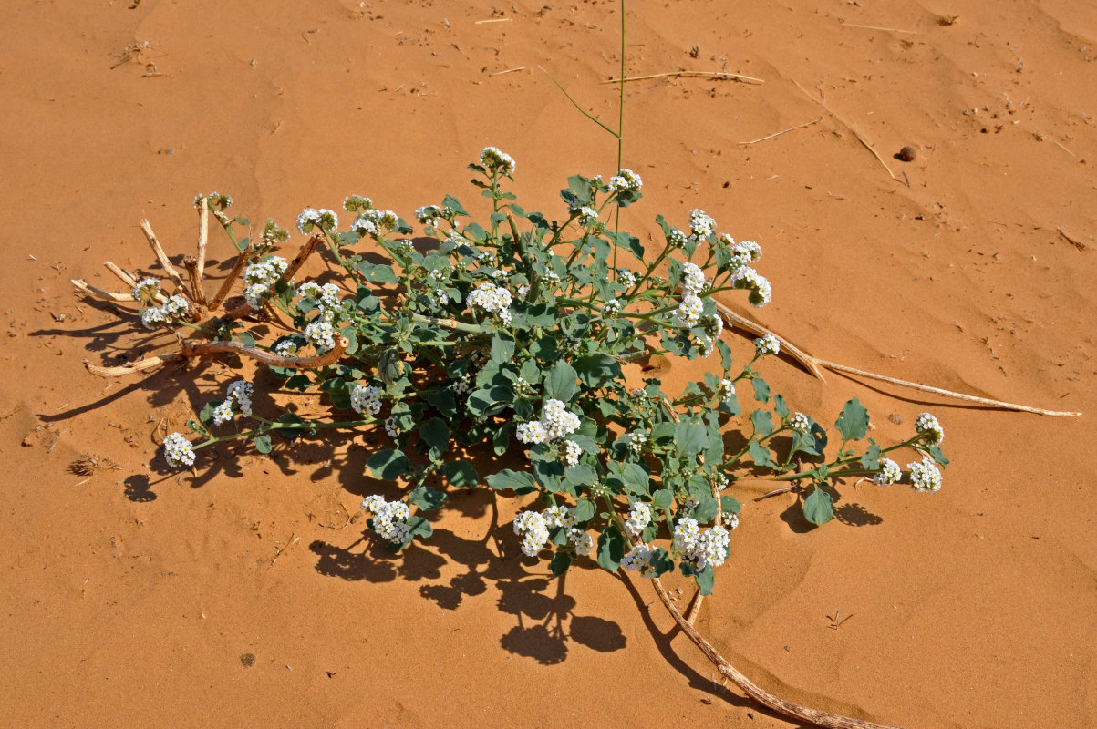 Изображение особи Heliotropium suaveolens.