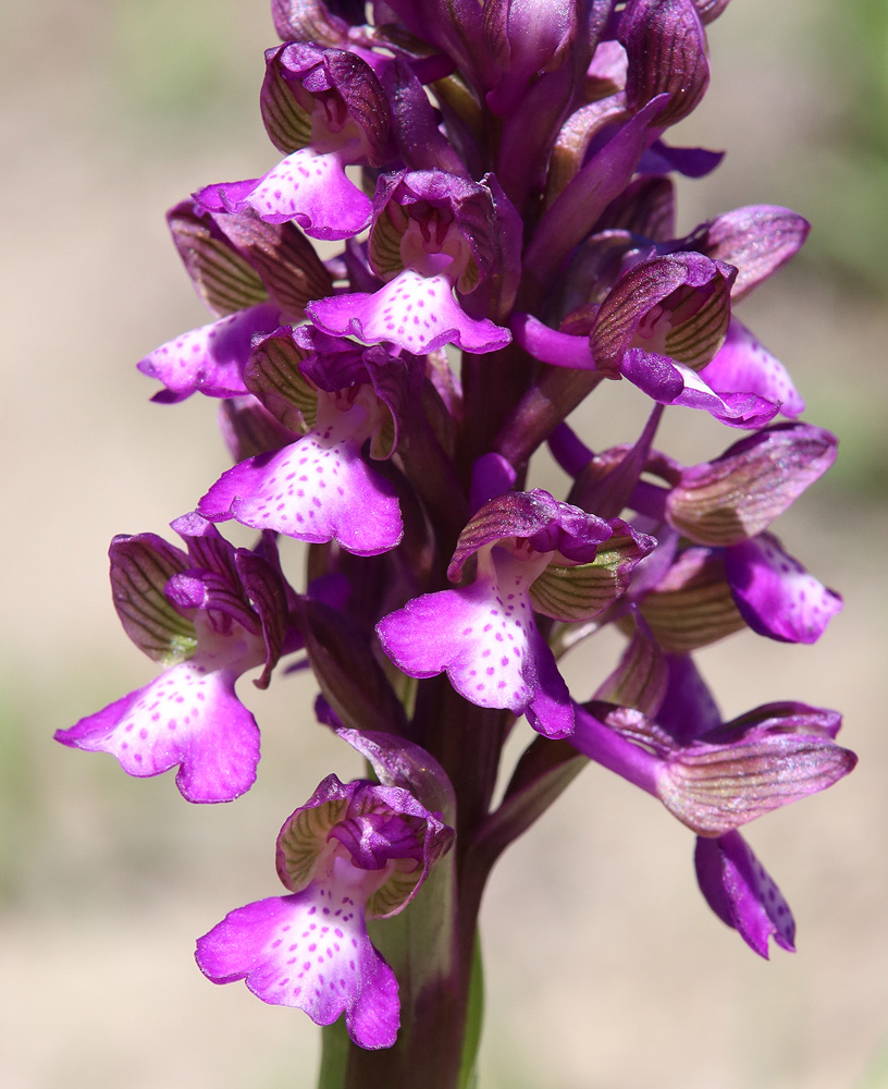 Image of Anacamptis morio ssp. caucasica specimen.