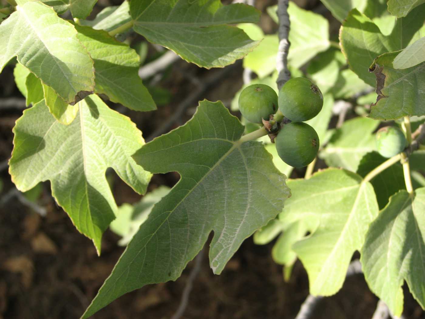 Image of Ficus carica specimen.