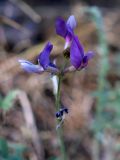 Oxytropis kamelinii