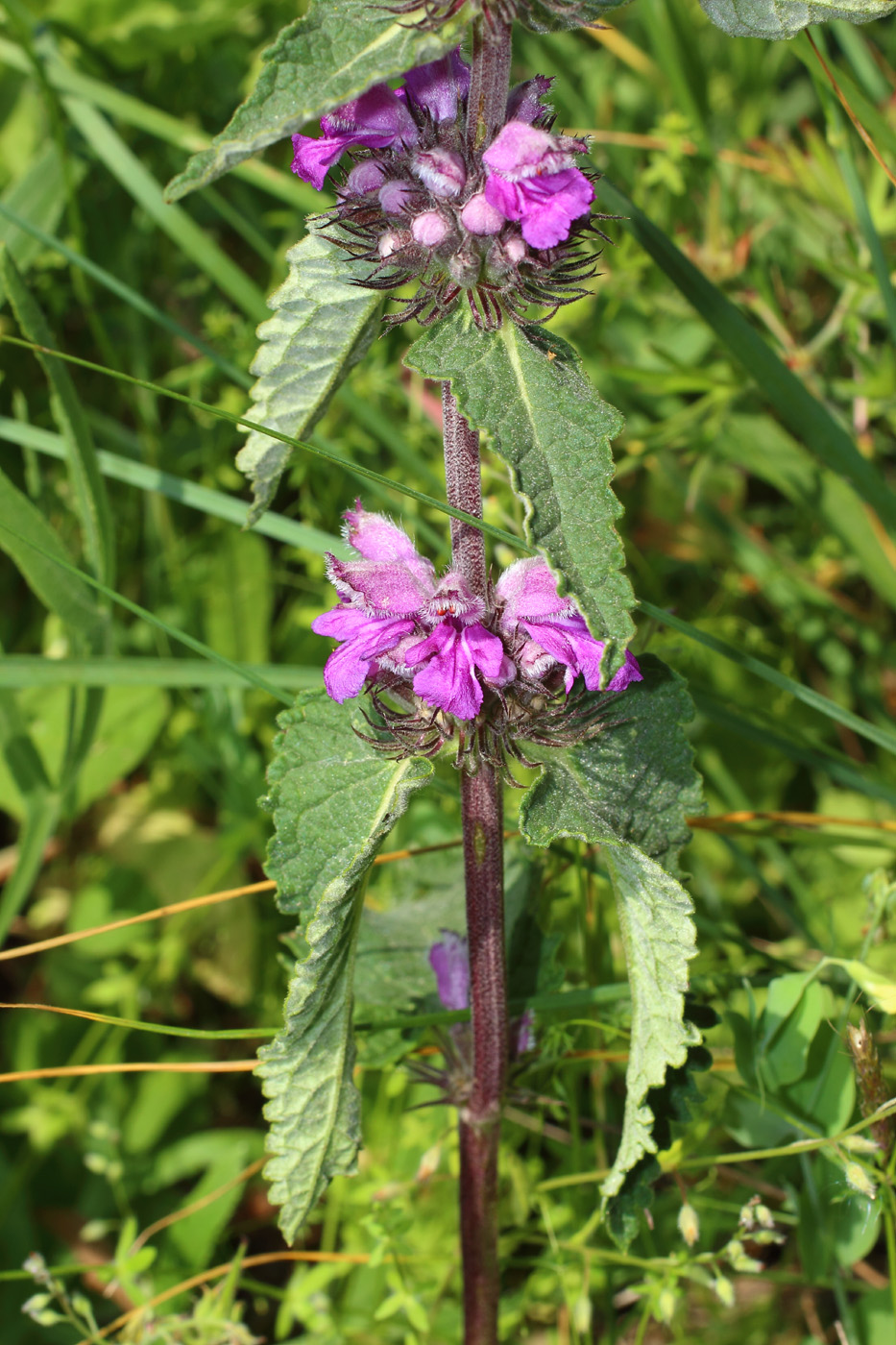 Изображение особи Phlomoides hybrida.