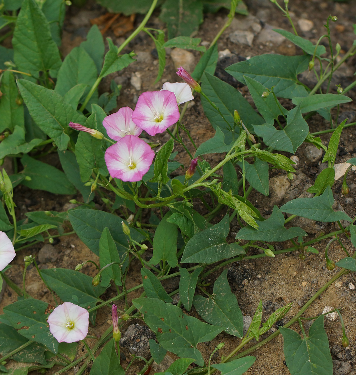 Изображение особи Convolvulus arvensis.