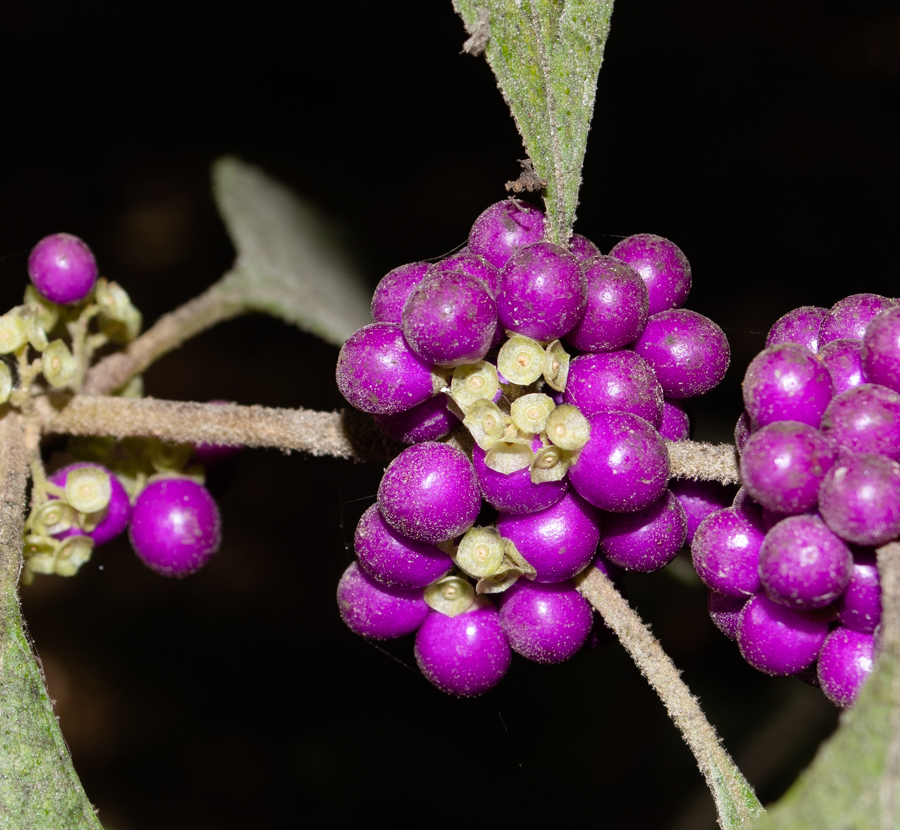 Image of Callicarpa americana specimen.