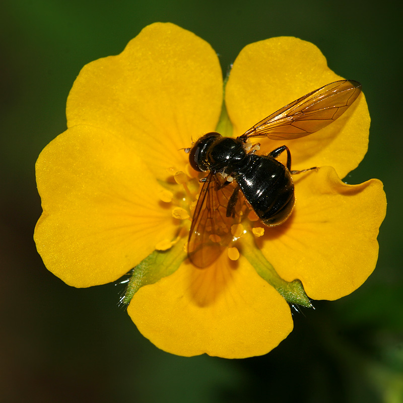 Image of Potentilla goldbachii specimen.