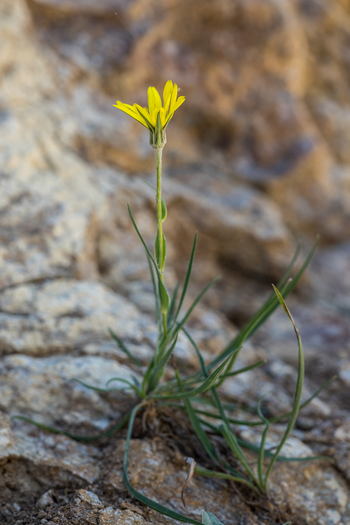 Image of Tragopogon filifolius specimen.