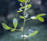 семейство Fabaceae. Часть верхушки побега. Москва, ГБС, дендрарий. 31.08.2021.